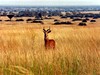 Uganda - Impala v pláních, Queen Elizabeth (Marta Mašková)